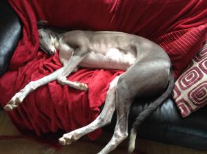 Greyhound Mason on Sofa