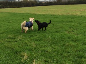 Playtime over the fields