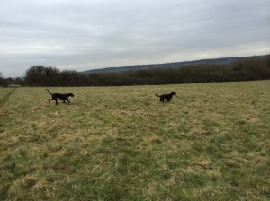 Luther teasing Jazzy with a stick 