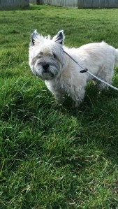 Maizie out for her walk with Tegan's tails n trails 