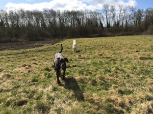 Jazzy the great dane and Bailey coming back for a treat 