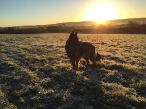 Beautiful Ziggy and sunset
